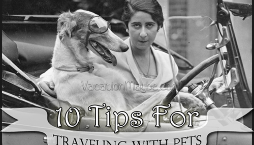 tips for traveling with pets vacation maybe