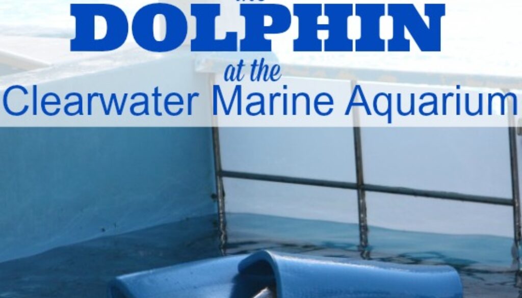 You can go visit Winter the Dolphin at the Clearwater Marine Aquarium . Winter and her friends are located just 90 minutes from Orlando.