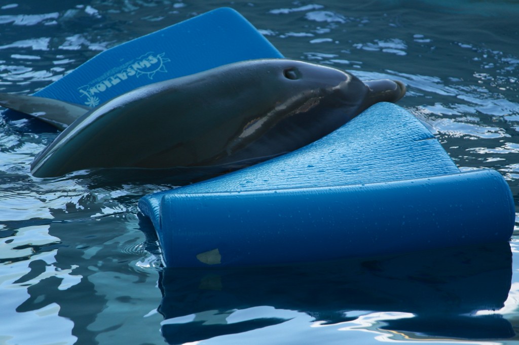 Clearwater Marine Aquarium - SAM 2349 1024x682