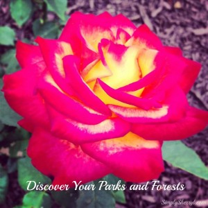 Discover Your Parks and Forests