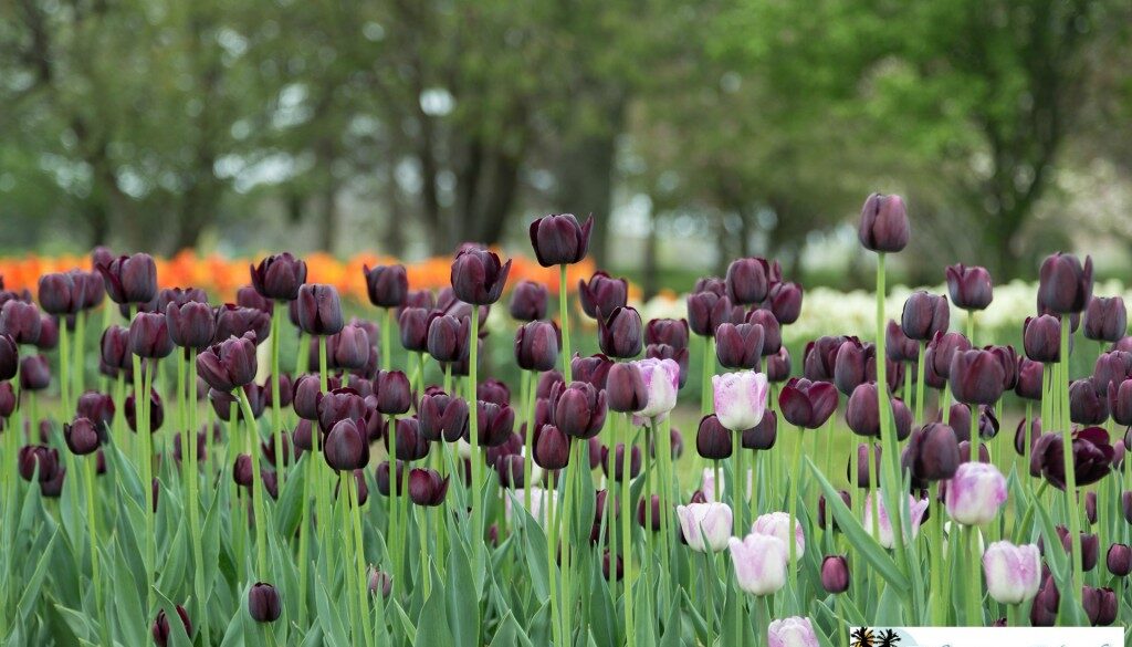 Every year the in the beginning of May in Holland, Michigan a Tulip Festival is held, Tulip Time. Some years the tulips come early, some years they are late