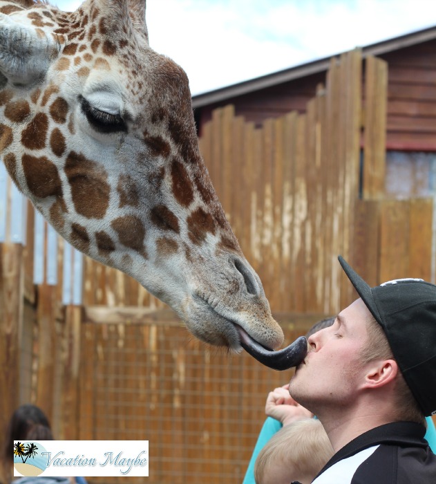 Reach out and touch the animals at  Living Treasures Wild Animal Park kissing Mr. Giraffe