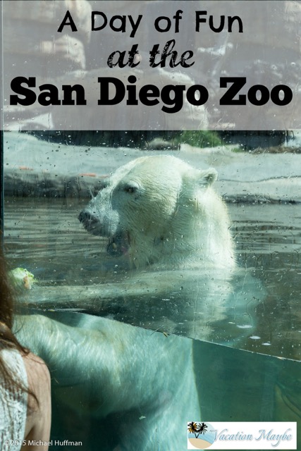 Did you know the San Diego Zoo is more than a Zoo? Besides having Panda, Bears, Elephants and more animals than you can count, it is also one of the most popular botanical gardens and has exhibits that classify it as a museum. A day trip to visit the San Diego Zoo is worth the trip.
