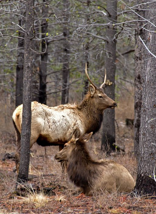 Elk sightings are on my North Dakota Bucket List 