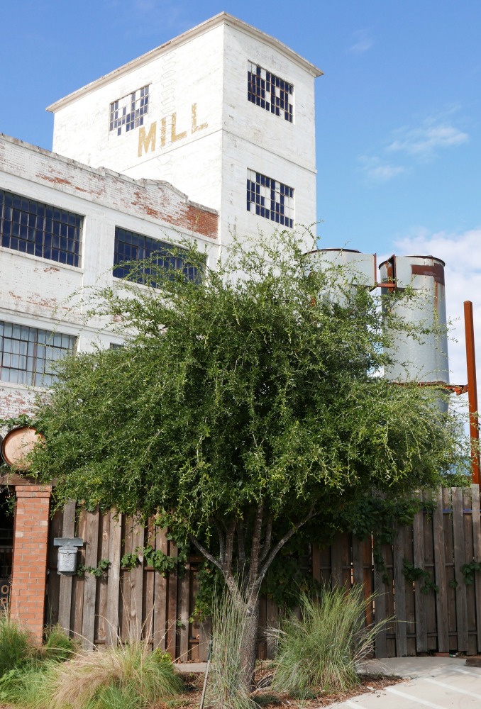 The Mill Winery makes a marvelous peach bellini that you just have to try when your are in the Storybook Capitol of Texas