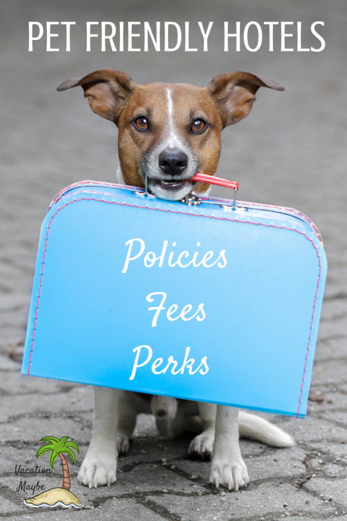 Pet Friendly Accommodations are a must when traveling with the family dog or cat! Check out our tips for finding the best locations for your next family vacation. 